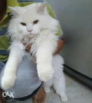 I'm selling my Persian cat...Dolph Face..Male..7 months old