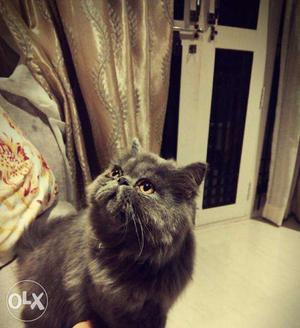 Import quality Persian kitten for sale