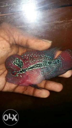 Imported Full red flowerhorn with gud hump in 3 inch...