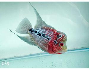 Imported Red Campa Flowerhorn | 4.5 to 5 Inch |