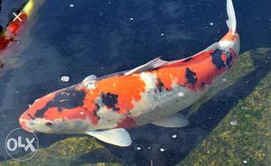 Japnese Koi Karp Fish 60 nos more than 2 feet