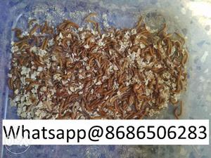 LIVE Mealworms for sale - Hyderabad. Food for fishes and