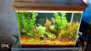 Live plants available in suyash aquarium