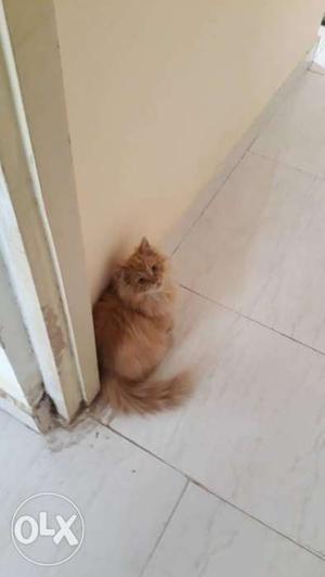 Long-coated Orange Tabby Cat