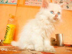 Longhair White Cat With Blue Eyes