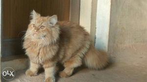 Male 5 month old pure persian kitten