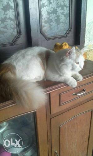 Male Persian 15 months old. call for more details