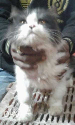 Male Persian cat 10 months old call for more