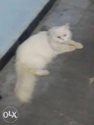 Male Persian cat 11 month Blue Eyes white colour