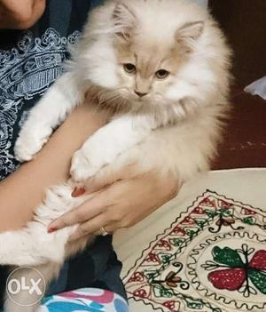 Male Persian cat, Pure breed, potty