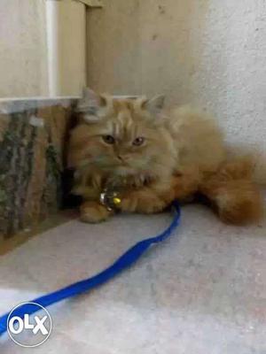 Male Persian kitten 8months old for sale in