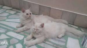 Male female persion cat 3.5 month very healthy