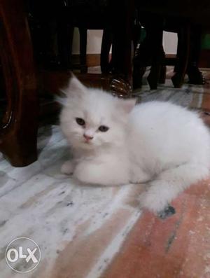 Male percian cat snow white available