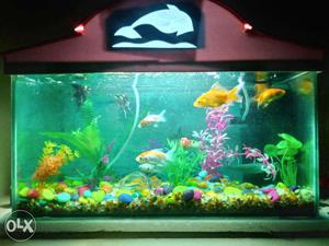Medium Size Aquarium with fish and accessories
