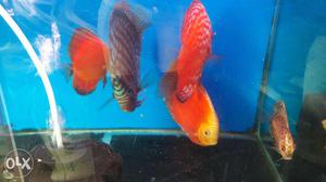 Mix variety of discus with pair