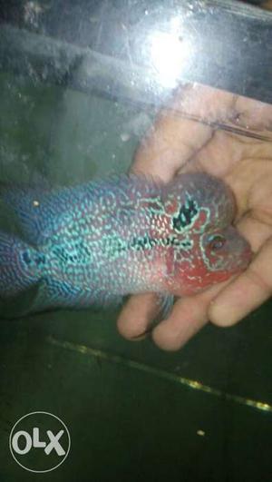 Monster kok superb red dragon Flowerhorn fish for