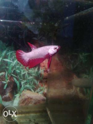 More Bettas available