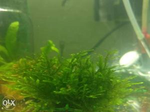 Moss aquarium plant