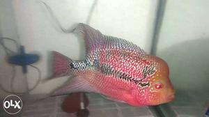 Need to sell 5"Flowerhorn