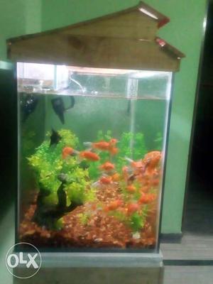 New fish Tank, 3w×2h ft dimensions. 20 gold fishes