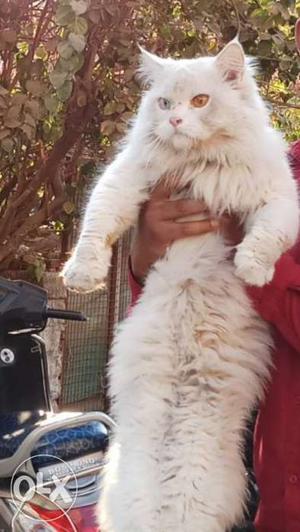ODD eys White Persian Cat only for sale very frenkly