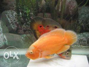 Orange oscar fish