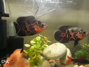 Oscar fish best and good condition 6 to 7 inches