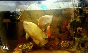 Oscar fish pair very big and attractive..size is  inch