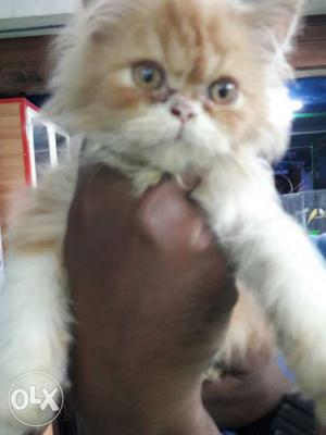 Percian cat semi punch face Golden and white