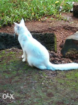 Perl white cat