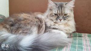 Persian Cat: 1 year old silver