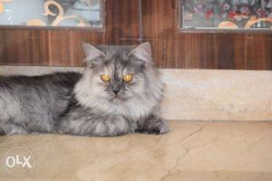 Persian Grey Cat