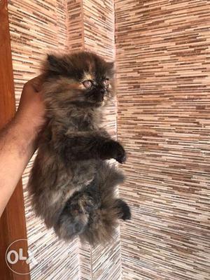Persian cat 3 months old n if u buy two u ll
