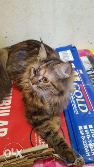 Persian cat age 1 year mix color coffee black