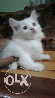 Persian cat and kitten available for sale