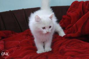 Persian cat cash on delivery all over india