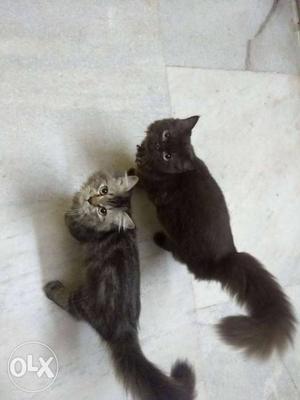 Persian cat  each...male and female 8 month