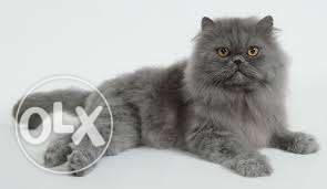 Persian cat female 9 months old very very friendly and