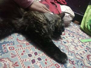 Persian cat for sell one year old and healthy I