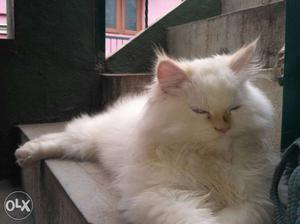 Persian cat mail feeling  rupees feeding 1 year 4 months