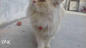 Persian cat male 9 months old only for Mating