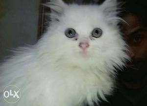 Persian cat pure breed double coated toilet