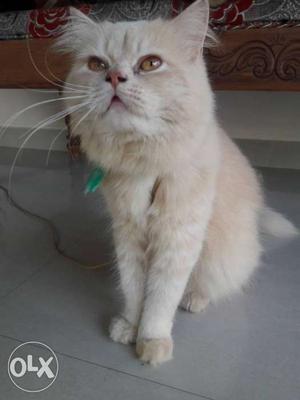 Persian cat semi punch male 11months old