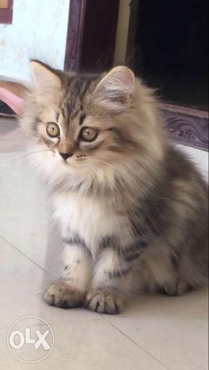 Persian cat two month age