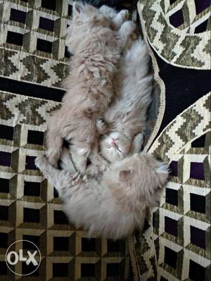 Persian cats doll face.healthy fur awsum