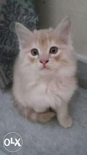 Persian golden brown male kitten 3 months old