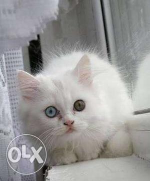 Persian kitten Limited dual eyes very funny and