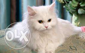 Persian kitten cat black White female