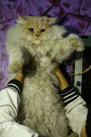 Persian kitten pure linage 6 months male