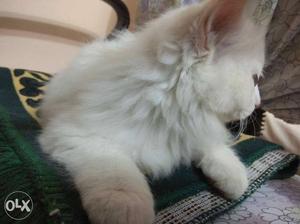 Persian kitten pure white